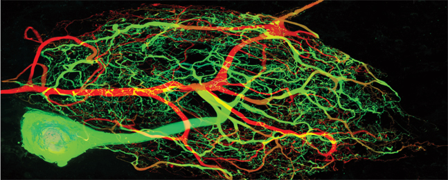 IN USE: An individual neuron can rebuild itself without disturbing homeostasis across the nervous system.